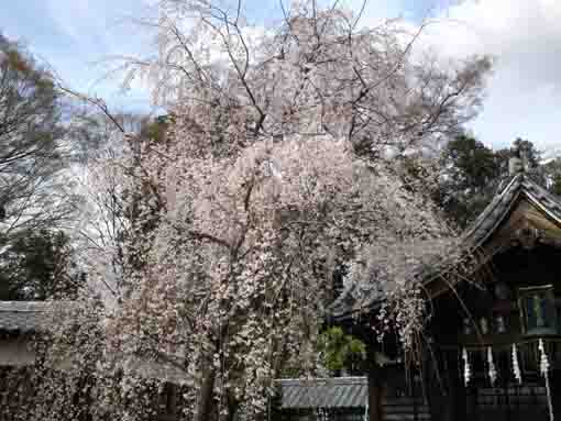 真間山の白いしだれ桜