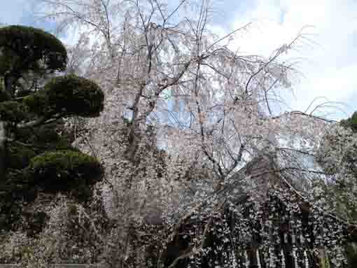 the white weeping cherry blossoms