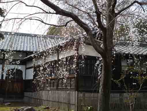 Cherry blossoms in Guhoji Temple