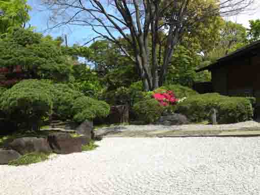 azaleas in the stone garden in Genshinan