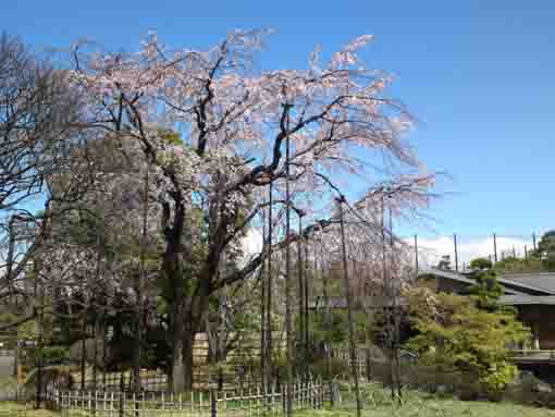 weeping cherry blossoms in Gyosen Park