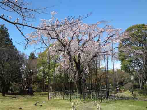 Gyosen Park's weeping cherry tree