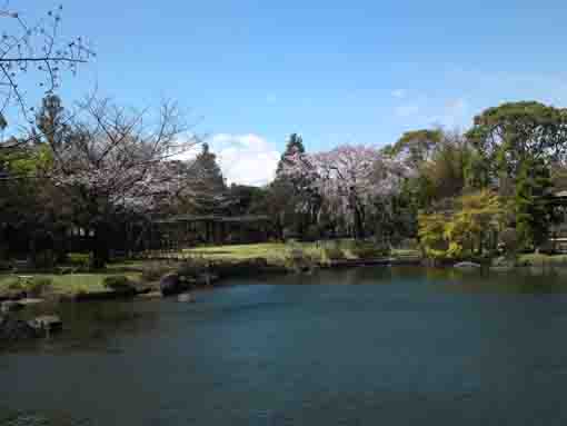 spring in Heisei Garden in Gyosen Park