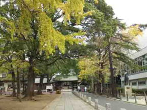 ginko trees and the main gate of the shrine 