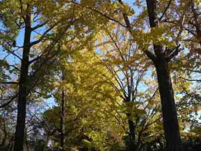 the colored ginko trees in Hachimangu