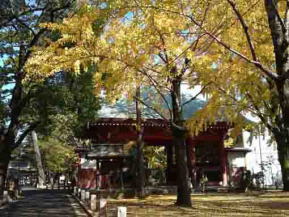 the Zuishinmon Gate in the colored trees