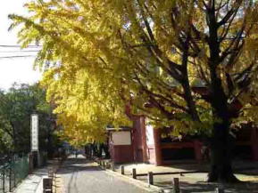 gingko trees over the road  in the shrine