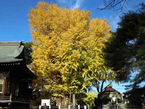 Senbon Icho Gingko Tree