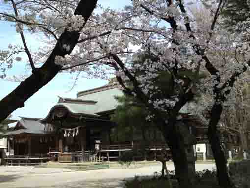 the main hall and cherry blossoms