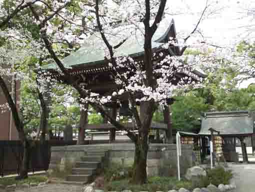the bell tower and cherry blossoms