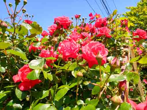 鹿骨花公園の門に咲く赤いバラの花