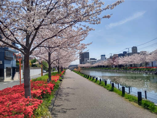 令和６年新川千本桜ソメイヨシノの花見