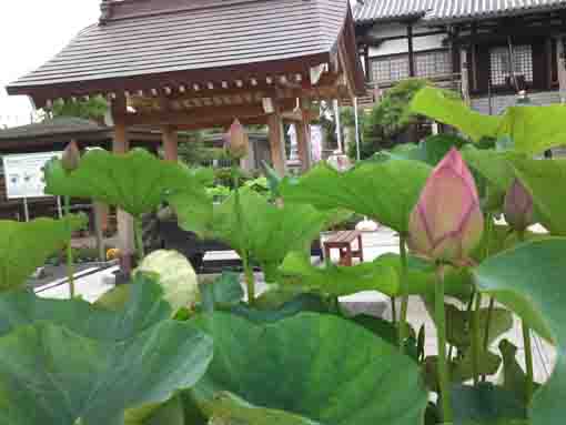 lotus flowers in Enshoin