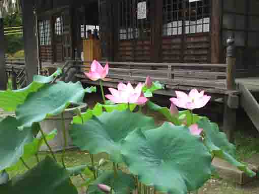 lotus flowers and Satsudo