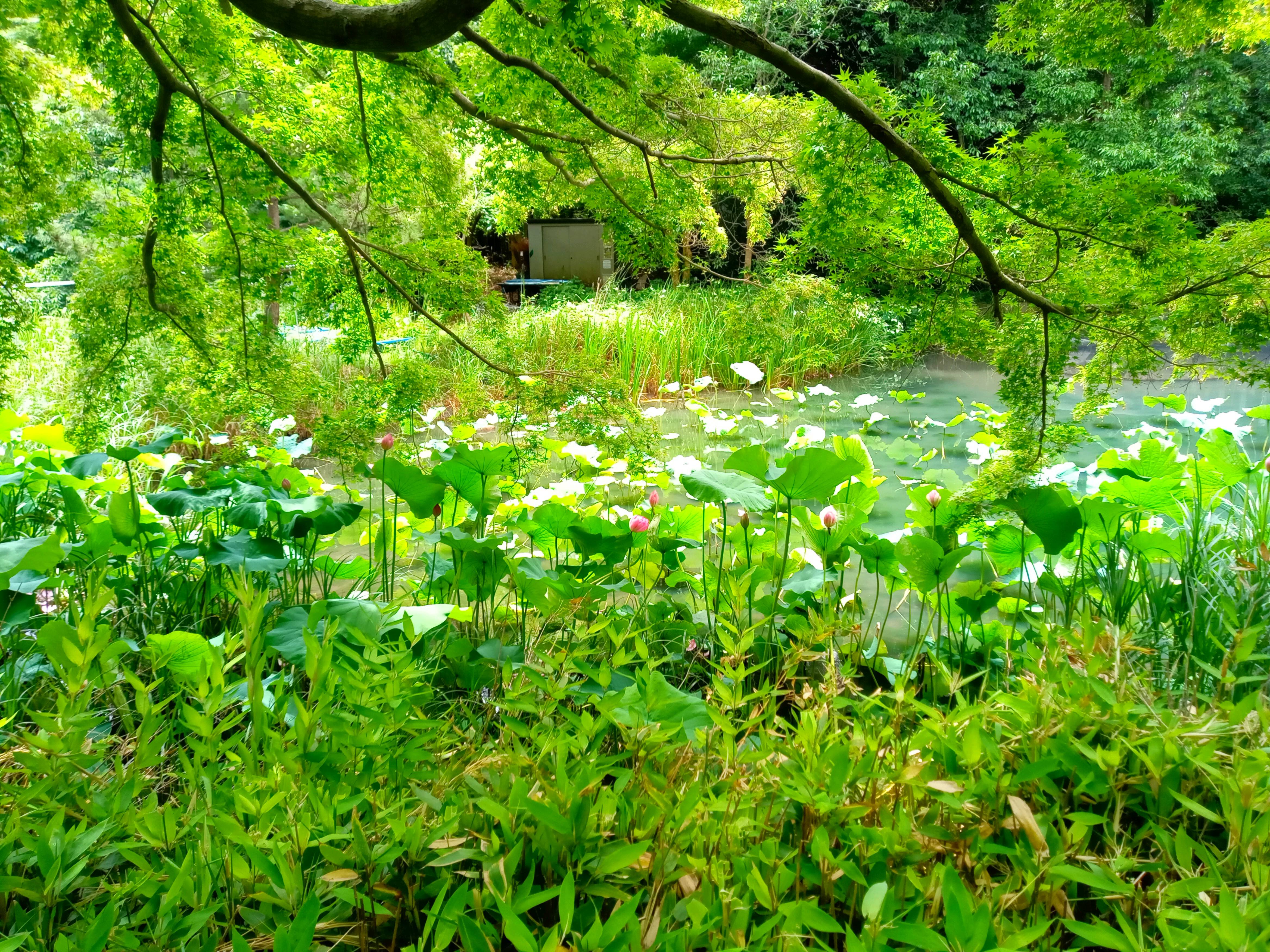 ジュンサイ池緑地公園もみじ谷脇に咲く蓮の花