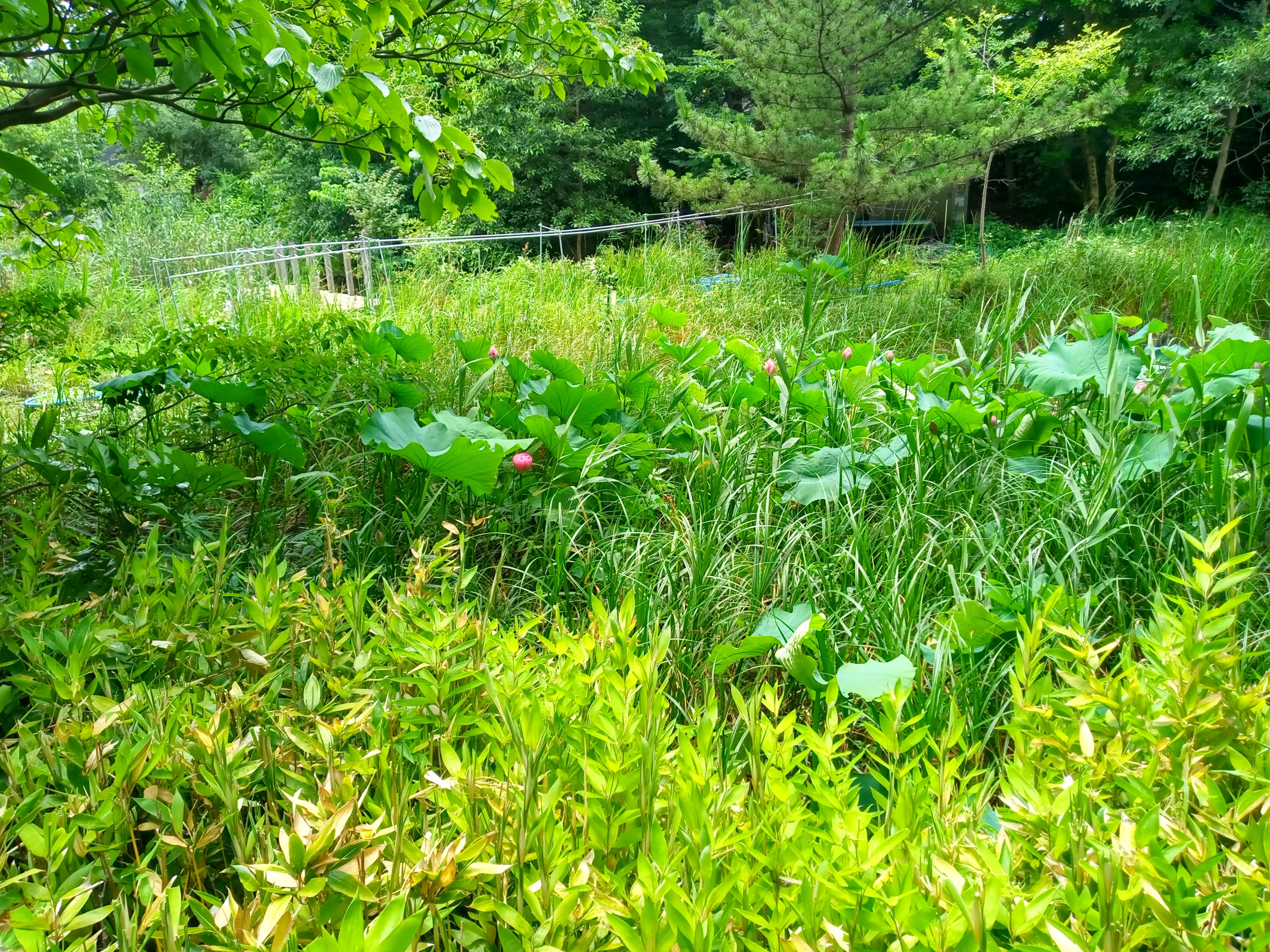 ジュンサイ池緑地公園の蓮の花