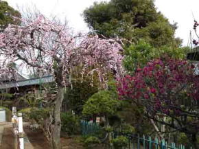 法華経寺しだれ梅と紅梅