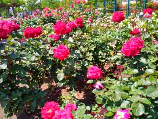 広尾防災公園のバラ園に咲くバラの花６