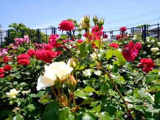 広尾防災公園のバラ園に咲くバラの花７