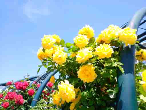 広尾防災公園のバラ園に咲くバラの花８
