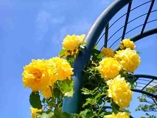 広尾防災公園のバラ園に咲くバラの花９