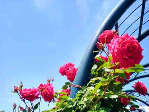 広尾防災公園のバラ園に咲くバラの花１０