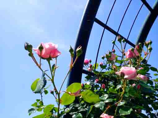 広尾防災公園のバラ園に咲くバラの花１１