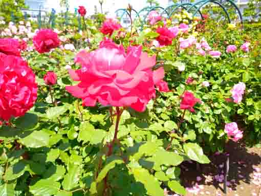 広尾防災公園のバラ園に咲くバラの花１２