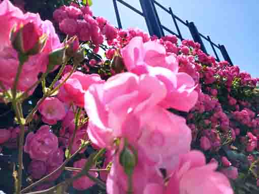 広尾防災公園のバラ園に咲くバラの花１３