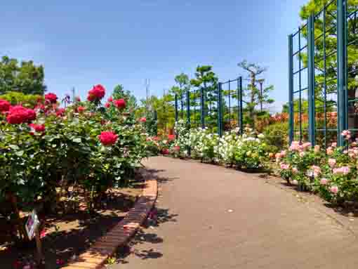 広尾防災公園のバラ園に咲くバラの花１４