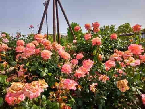 広尾防災公園のバラ園に咲くバラの花１