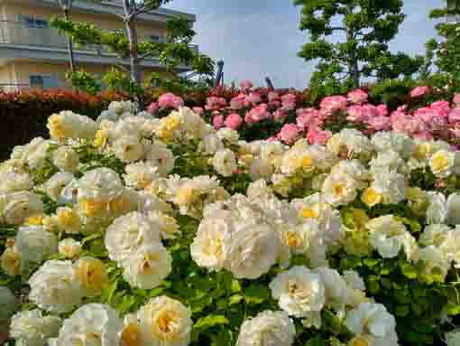 広尾防災公園のバラ園に咲くバラの花４