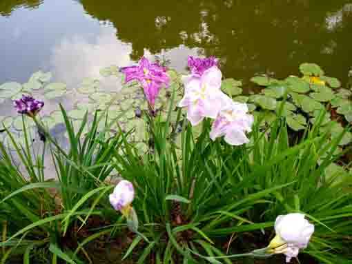 中山法華経寺の竜王池に咲く菖蒲の花