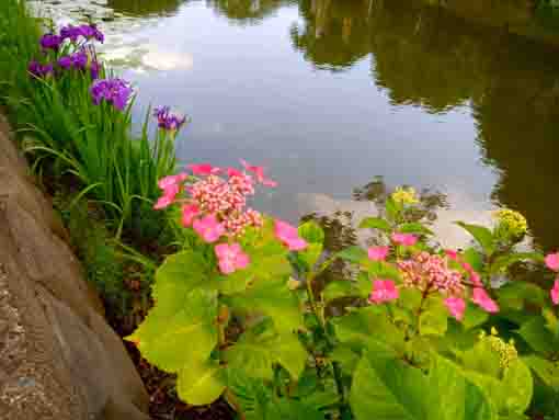 中山法華経寺の竜王池に咲く菖蒲とアジサイの花
