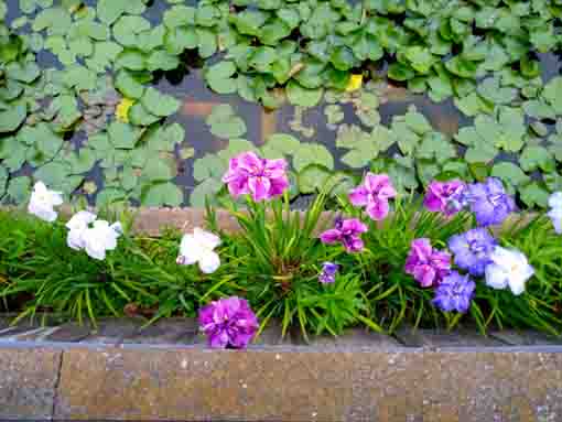 令和３年法華経寺竜王池に咲く紫陽花と菖蒲⑧