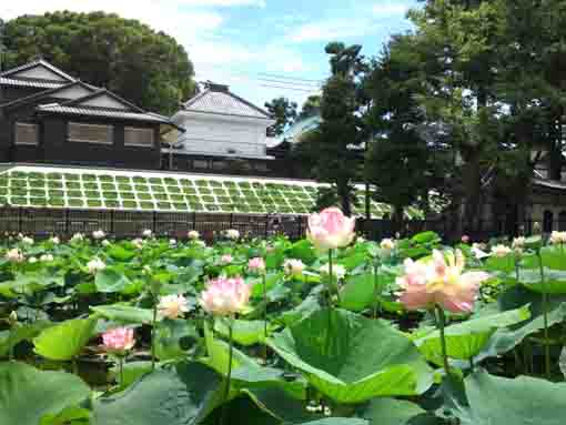 lotus flowers on Ryuo Ike Pond