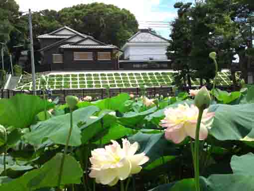 lotus flowers in front of Satsudo Hall