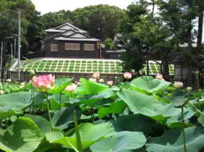 beautiful lotus flowers in Ryuouike pond