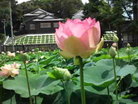 pink lotus flower in Ryuoike pond