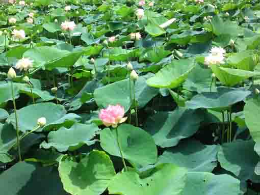 many lotus flowers in Ryuouike pond