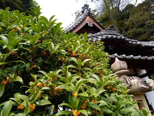 令和３年宇賀神堂脇に咲く金木犀の花々１