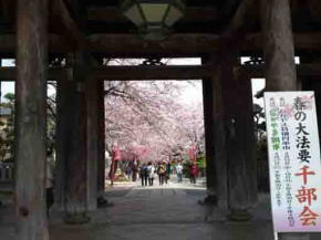 Cherry blossoms through the Niomon
