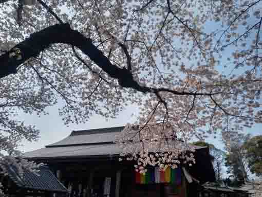 中山法華経寺祖師堂屋根と桜の花