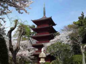 the five story pagoda and cherry blossoms