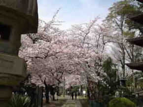 full blooming cherry blossoms in Hokekyoji