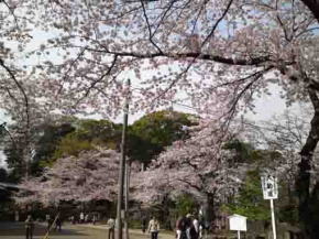 thousands of cherry blossoms in Hokekyoji
