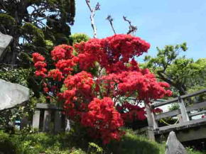 red azaleas beside the wooden bridge