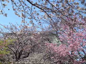 cherry blossoms over the roof of Niomon