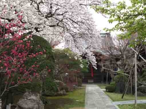 cherry blosssoms in Chisenin