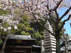 cherry blossoms and the stone pagoda
